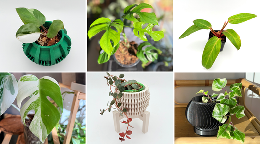 Houseplants 101 Guide