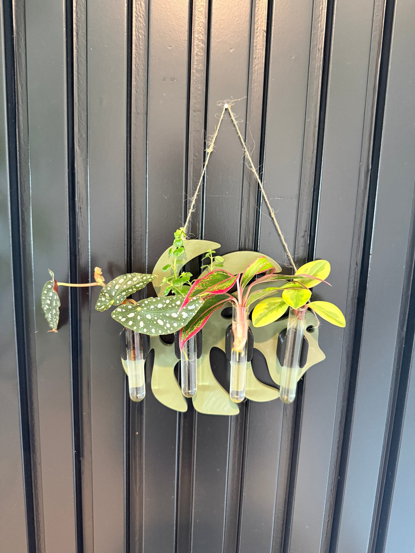 3D Printed Monstera Propagation Wall Holder