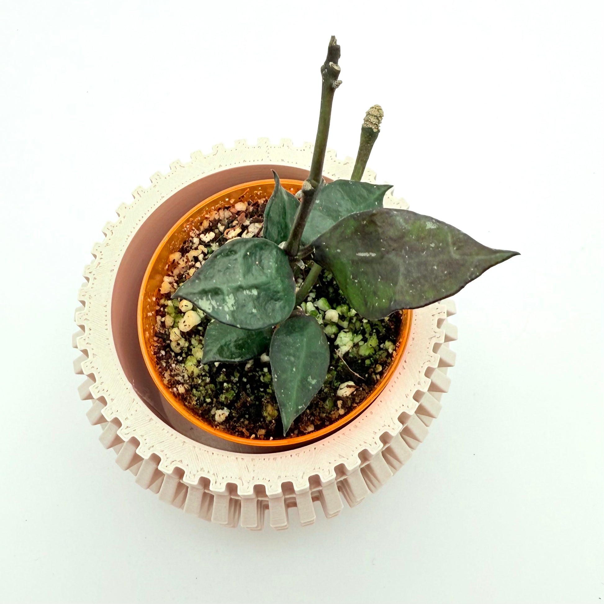 house plant with black leaves Hoya Krohniana Black