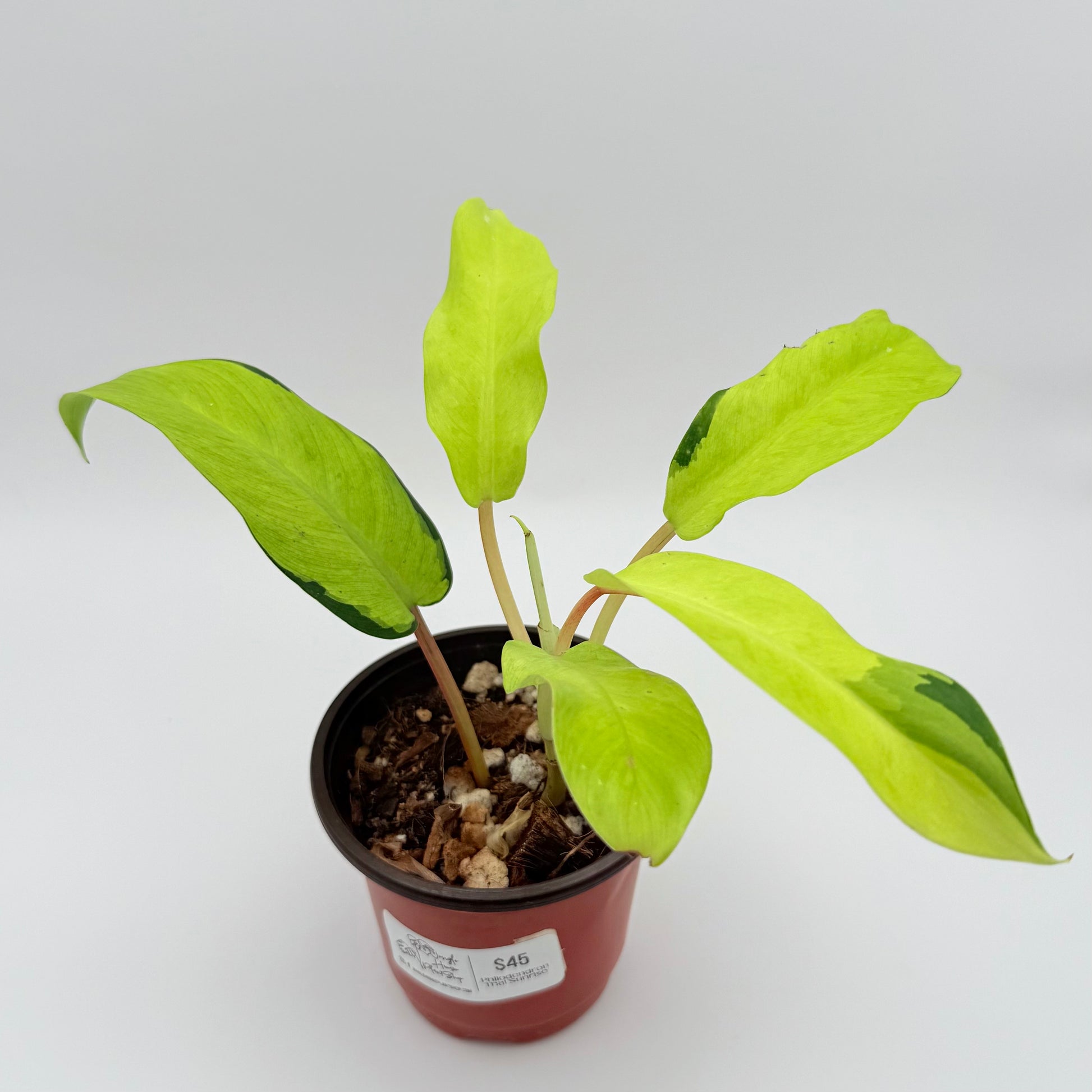 philodendron thai sunrise care Philodendron Thai Sunrise
