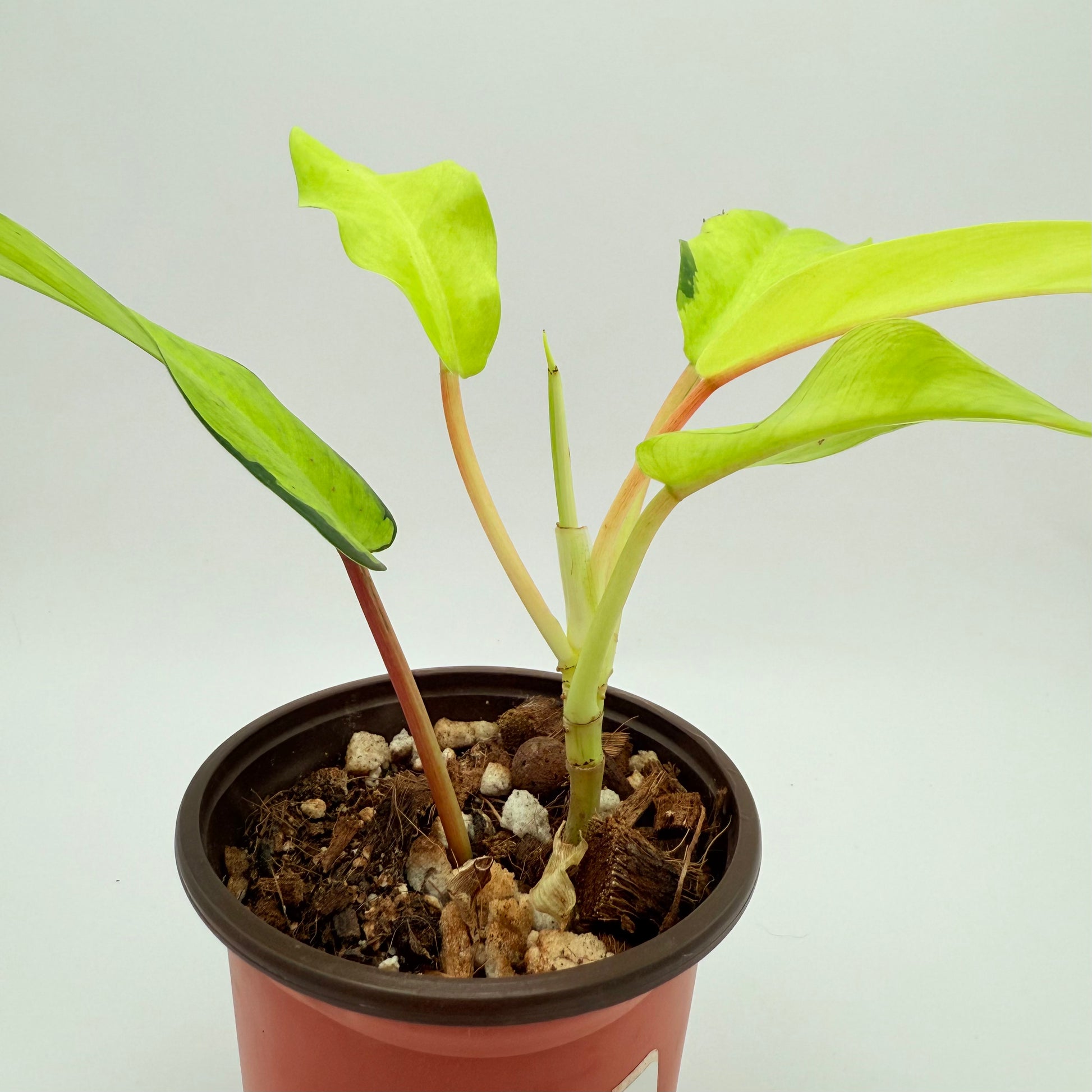 thailand philodendron nursery Philodendron Thai Sunrise | Potted Houseplants