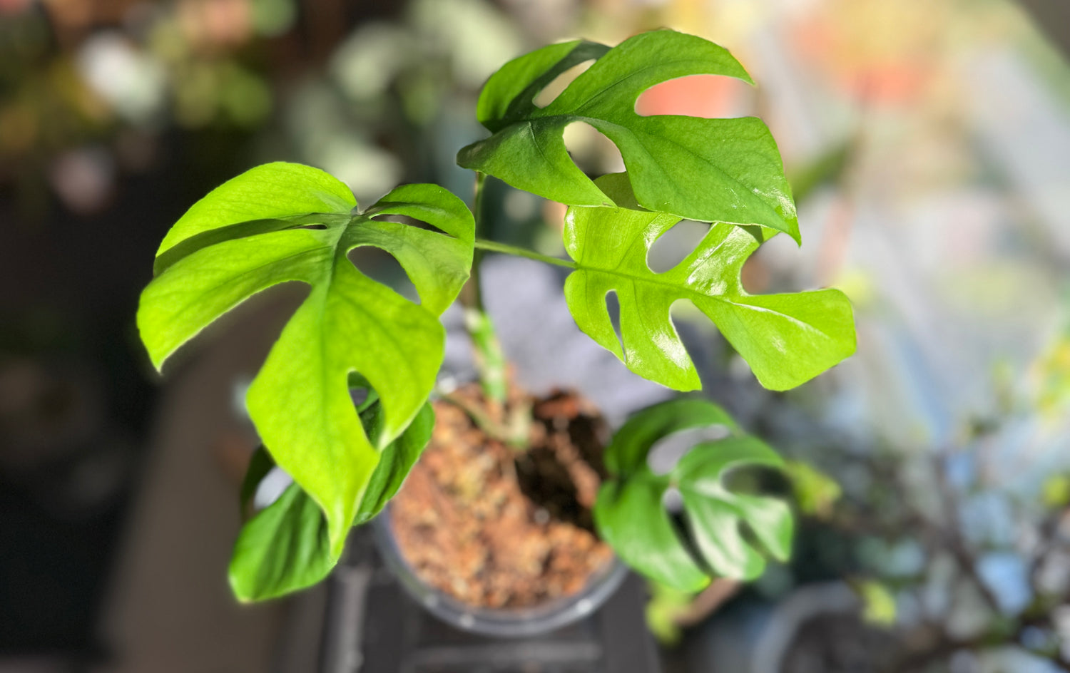 Mini Monstera Houseplant