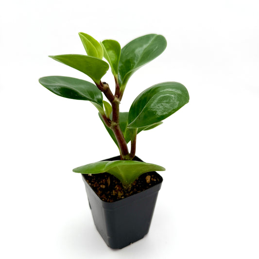 baby rubber plant, 2.5" size