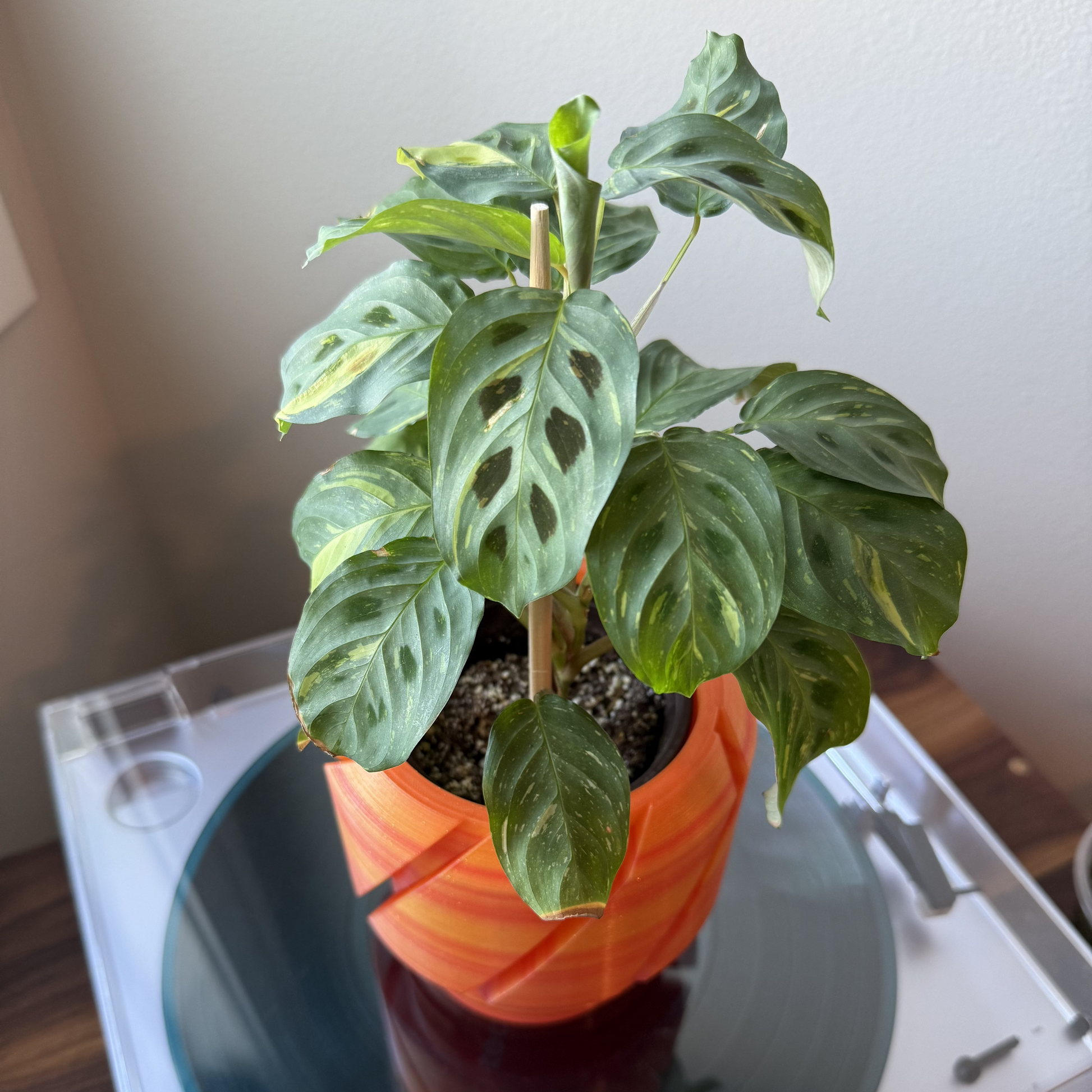 variegated prayer plant Prayer Plant | Maranta