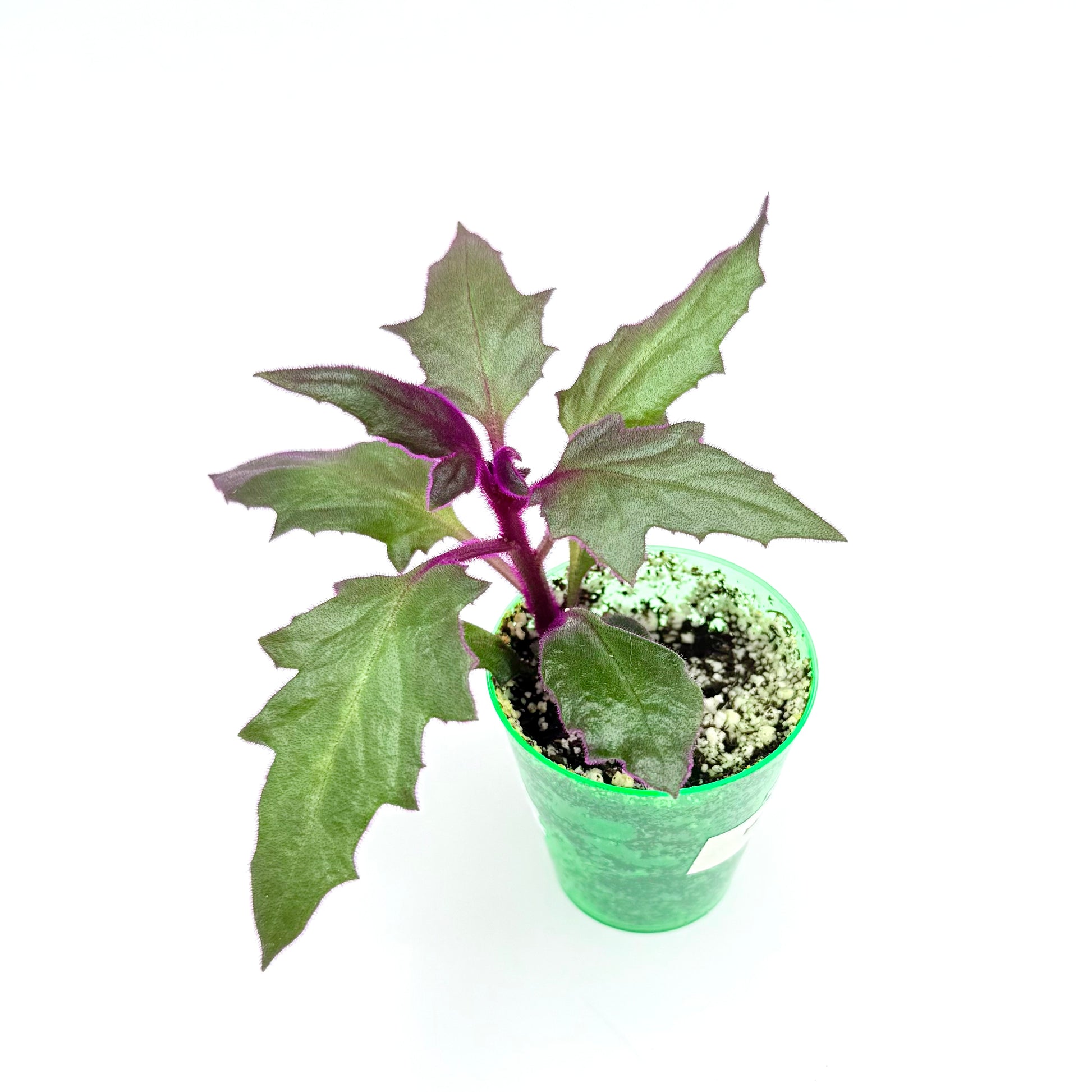 purple fuzzy leaf house plant Purple Passion Plant