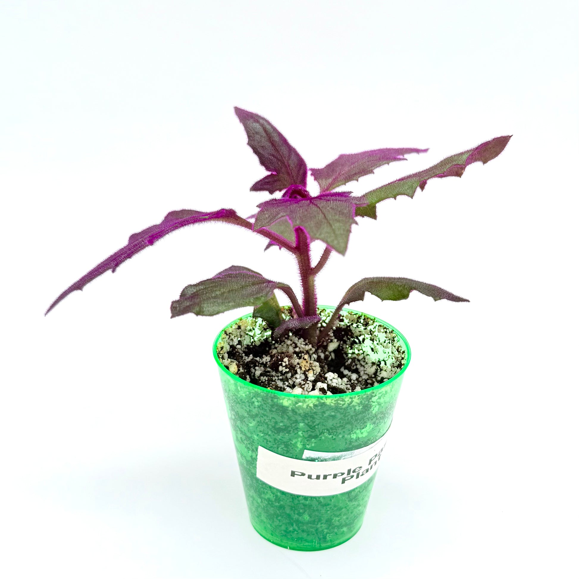 purple fuzzy house plant Purple Passion Plant