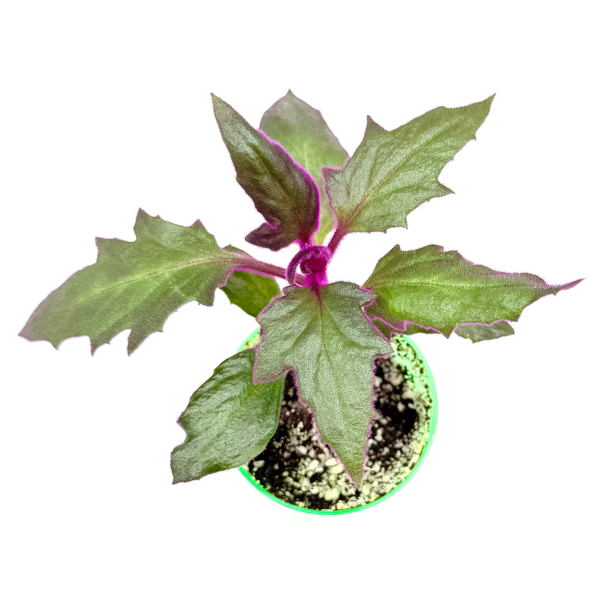 purple fuzzy house plant Purple Passion Plant