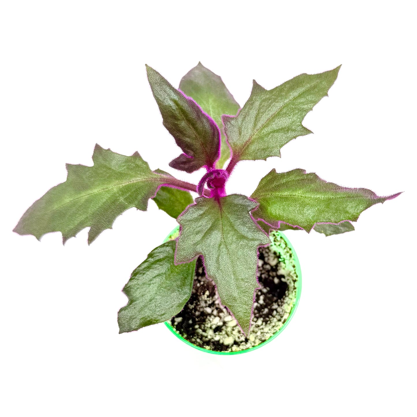 Purple Passion Plant | (Gynura aurantiaca)