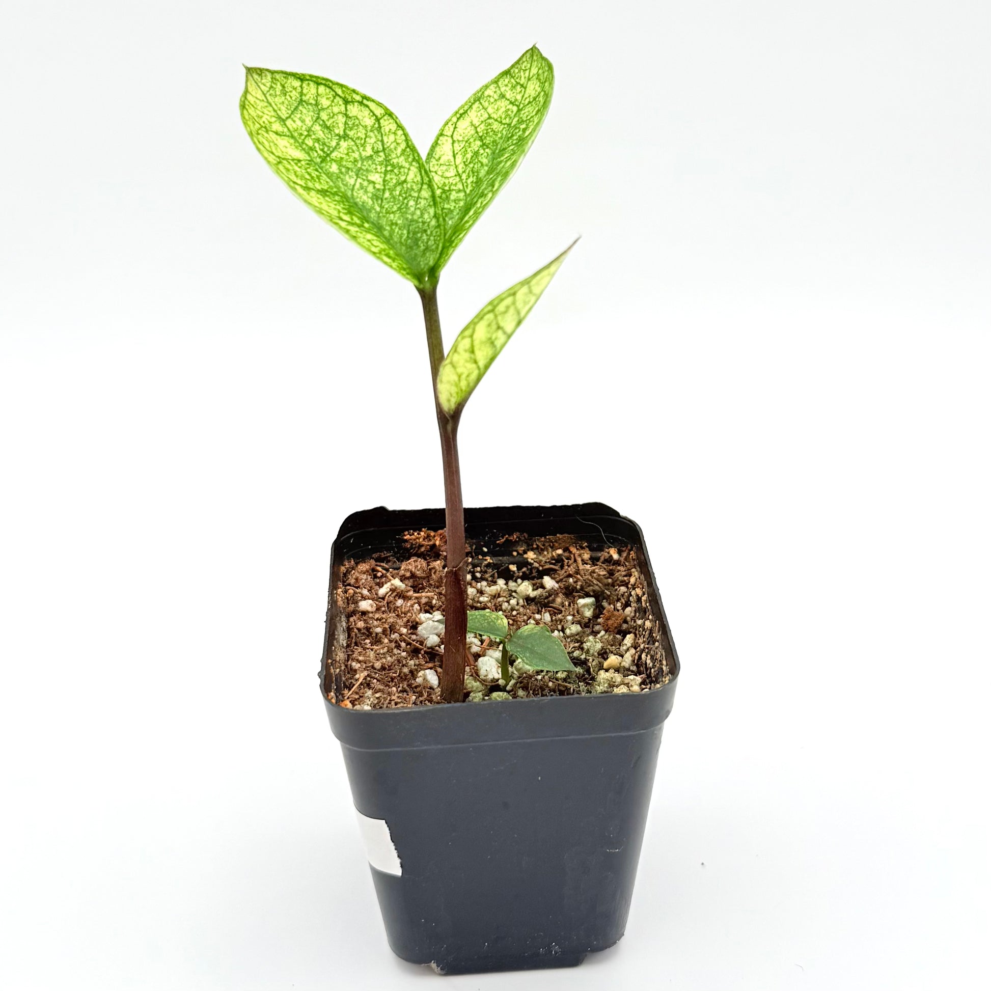 chameleon zz plant for sale Chameleon ZZ Plant