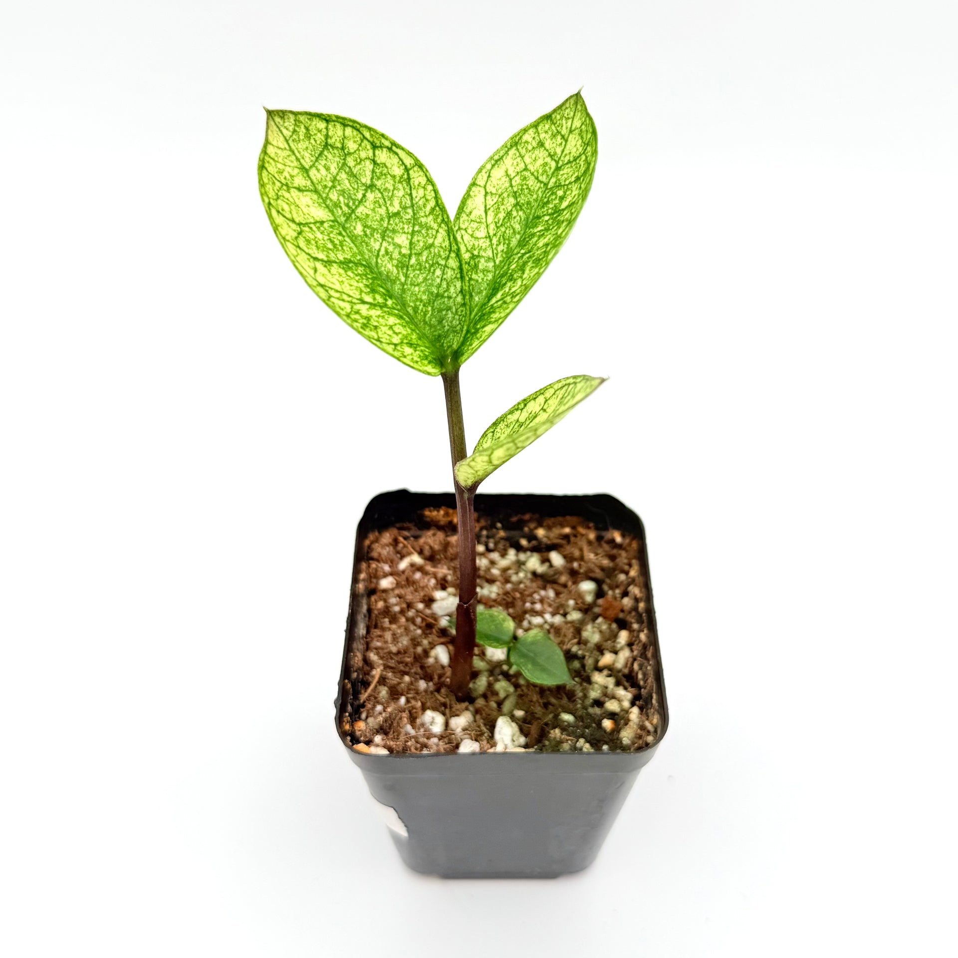 IMG_8017.heic?v=1737601112& IMG_8017.heic?v=1737601112&