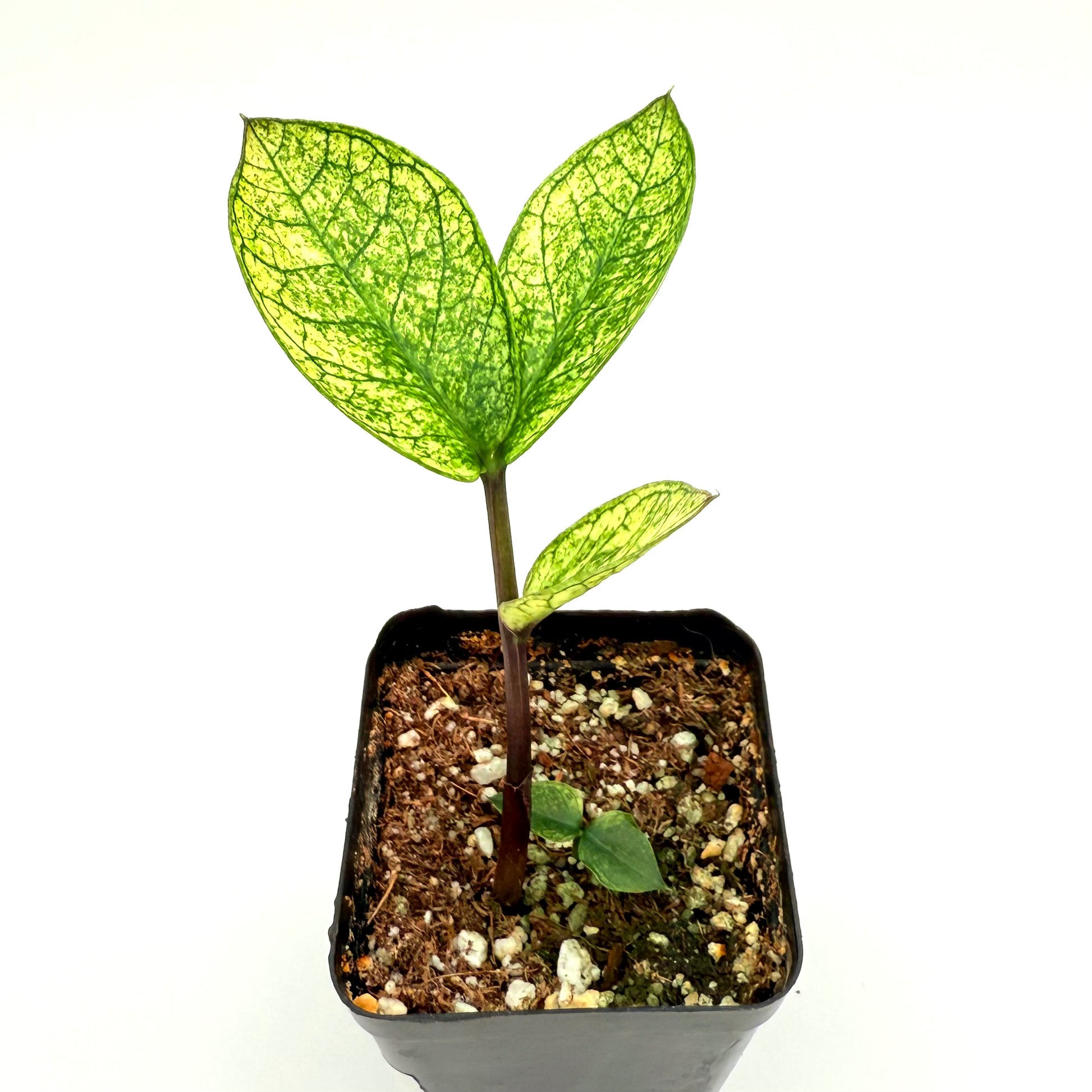 chameleon zz plant vs variegated Chameleon ZZ Plant