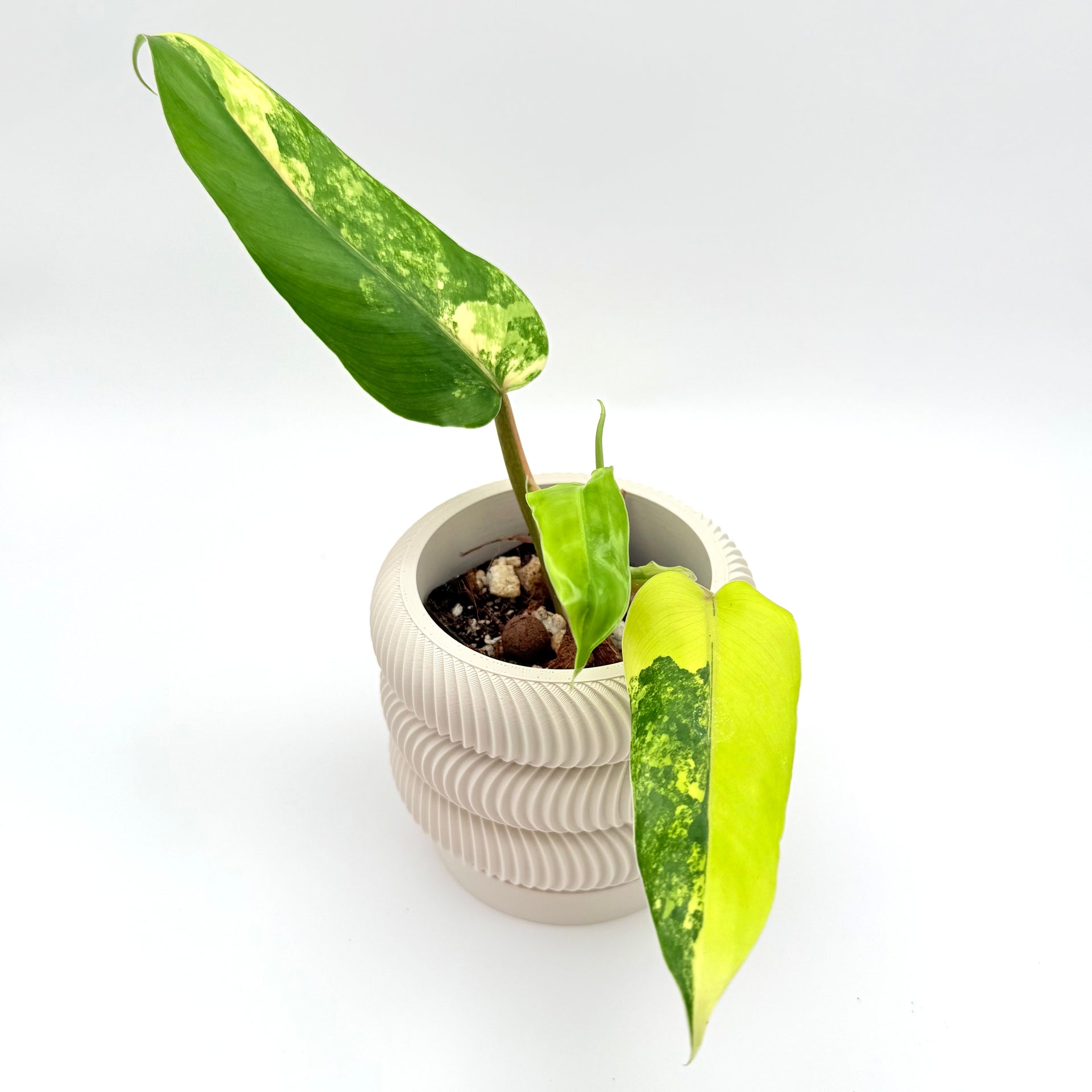 verigated house plant Philodendron Domesticum Variegata