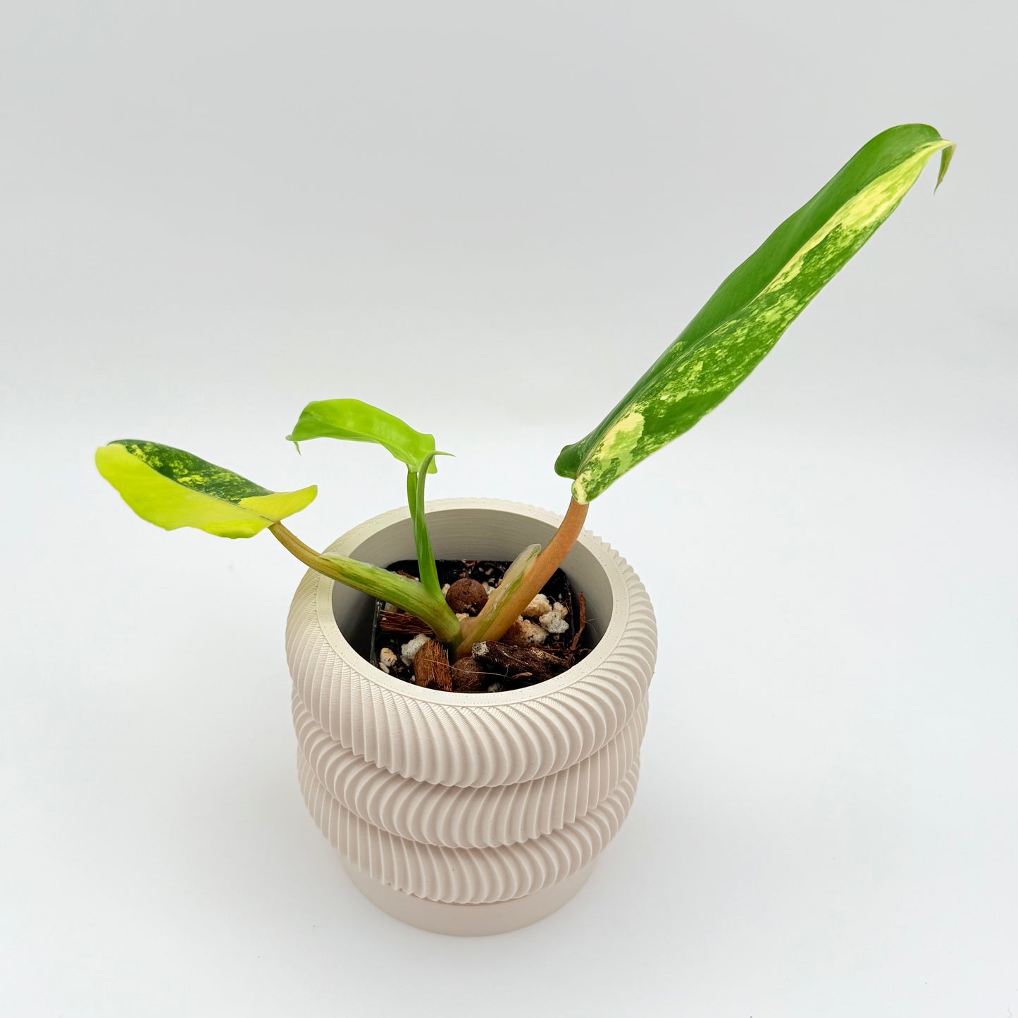 philodendron domesticum variegatum australia Philodendron domesticum variegata variegated 2.5" *Preorder*